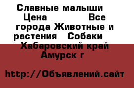 Славные малыши! › Цена ­ 10 000 - Все города Животные и растения » Собаки   . Хабаровский край,Амурск г.